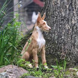 Ibizan Hound Puppies from Altamira Wire Ibizan Hounds