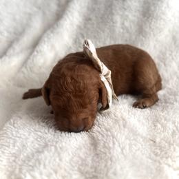 Companion Cross and Goldendoodle Puppies from Abby Chaffee