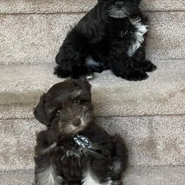 Miniature Schnauzers from Show Stopper Schnauzers