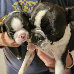 Boston Terrier Puppies from Little Daemons Boston Terriers
