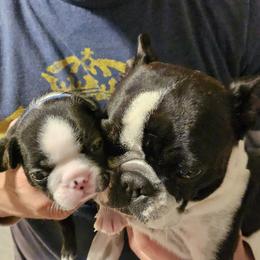 Boston Terrier Puppies from Little Daemons Boston Terriers