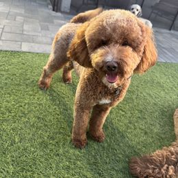 Kuma - Goldendoodle