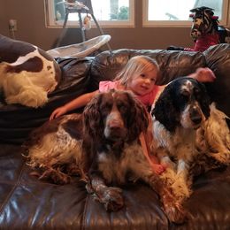 English Springer Spaniels from Bluegrass Bend English Springer Spaniels