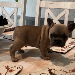 Otis - Fawn and white male French Bulldog puppy in Aurora, Missouri from Baileys Precious Puppies