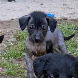 Deadpool - Black white and tan male Xoloitzcuintli puppy in Manitowoc, Wisconsin from Wonderland Kennel