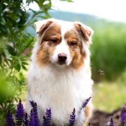 Tink - Australian Shepherd