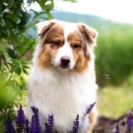 Tink - Australian Shepherd