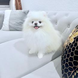 Pomeranian puppies from PupsByNikki