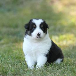 Border Collie Puppies from Midnight Border Collies