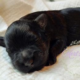 Griff - Black male Miniature Schnauzer puppy in Crestview, Florida from Mert's Creek Miniature Schnauzers