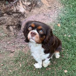 Ellie - Cavalier King Charles Spaniel