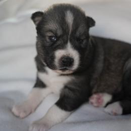 Aria - Agouti and white female Siberian Husky puppy in Wiscasset, Maine from Running with Huskies