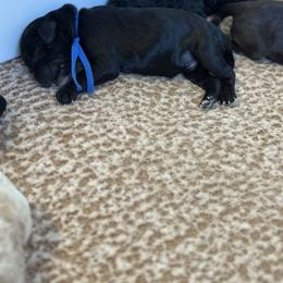 Spot 4 - Black male Goldendoodle puppy in Redmond, Oregon from Bourbon and Lace Doodles