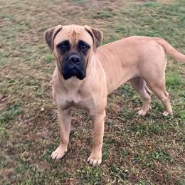 Bullmastiffs from Meisters Bullmastiff