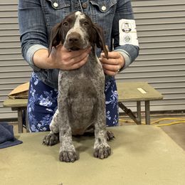 Girl 2 - Liver and white female German Shorthaired Pointer puppy in Bryan, Texas from Ehrenvogel and Bessdach Kennels