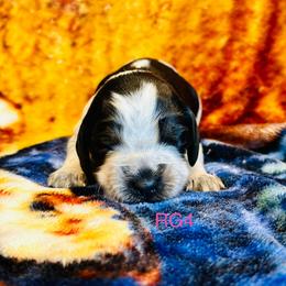 RG4 - Tri-Roan female English Springer Spaniel puppy in Britton, South Dakota from K&S Canines