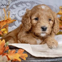 Cookie - Red  female Goldendoodle puppy in Boise, Idaho from Goldendoodle Baby