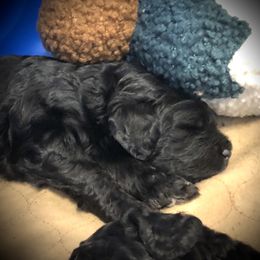 Sorrel - Black male Goldendoodle puppy in Kansas City, Missouri from Beary GoldenDoodles