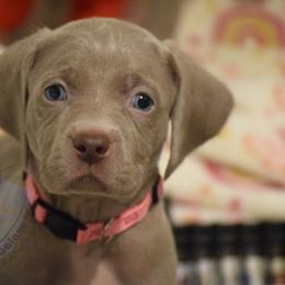 Pink collar Girl - Silver gray female Weimaraner puppy in Alexandria, Virginia from Silvr Galaxy Weimaraners