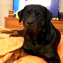 Green - Rottweiler