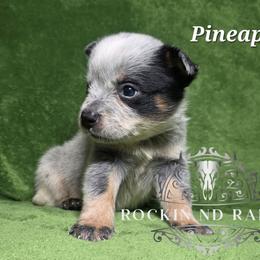 Pineapple - Blue female Australian Cattle Dog puppy in Silsbee, Texas from Rockin ND Ranch