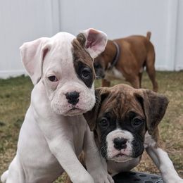 Boxers from Bitty's Boxers