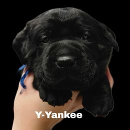 Yankee - Black male Dilute Retriever puppy in Sidney, Nebraska from Nebraska Strong Labradors