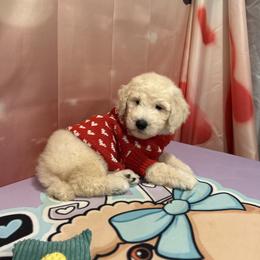 Beso - White male Poodle puppy in Mobile, Alabama from Semmy’s Standard Poodle LLC