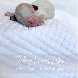 Oakley - Red male Maltipoo puppy in Vancouver, Washington from Pnwfamilydoodles