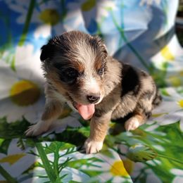 Justice (blue merle) - Blue merle female Australian Shepherd puppy in Okeechobee, Florida from Rothsolid Puppies