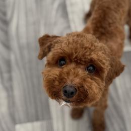Goldendoodles and Poodles from Doodles & Poodles by Tiki