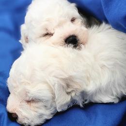 Bichon Frise puppies from Anna's Bichon Frise