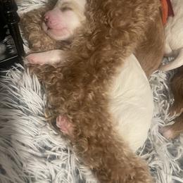 Goldendoodle Puppies from Graystone Doodles