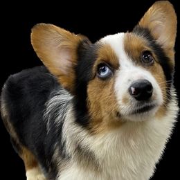 Reed - American Corgi