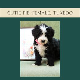 Cutie Pie - Black and white Bernedoodle puppy in Woodland, Georgia from Bethel Doodle Ranch