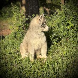 Pomsky and Siberian Husky Puppies from A-Dream Pomsky Kennel
