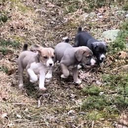 Mountain Cur Puppies from Walnut Ridge Mountain Curs