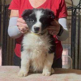 Junior - Black male Border Collie puppy in Farmersville, Texas from Omegamtn Border Collies