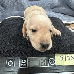 Jupiter - Cream male Dachshund puppy in Winter Park, Florida from Reed's Radiant Dogs