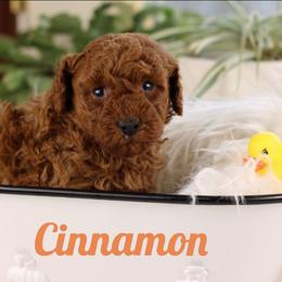 Light green - Red  male Poodle puppy in Pottersville, Missouri from Christina Miller's Poodles