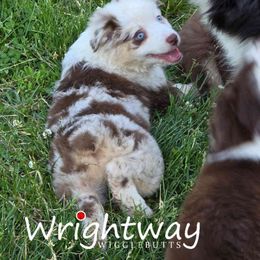 Robin - Red merle Miniature Australian Shepherd puppy in Dowagiac, Michigan from Wrightway Wigglebutts