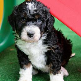 Brie - Tri-color female Bernedoodle puppy in Comanche, Texas from Central Texas Doodles, LLC.
