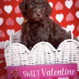 Heath - Chocolate female Goldendoodle puppy in Waterford, California from Alvdoodles