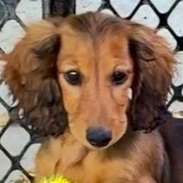 Zeus - Red male Dachshund puppy in Visalia, California from DachGraston Dachshunds