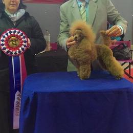 Red Bear - Poodle