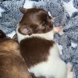 Lavender - Fawn female Companion Cross puppy in Avoca, Michigan from Repurposed Paradise Farm