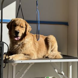 Golden Retriever Puppies from Sound Golden Retrievers