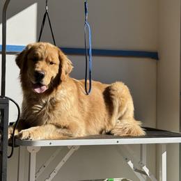 Golden Retriever Puppies from Sound Golden Retrievers