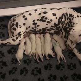Dalmatian Puppies from Prestige Dalmatians