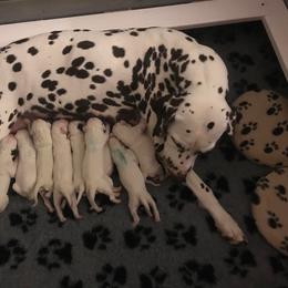 Dalmatian Puppies from Prestige Dalmatians